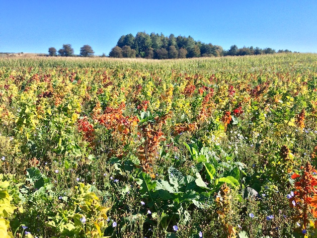 cover crops 