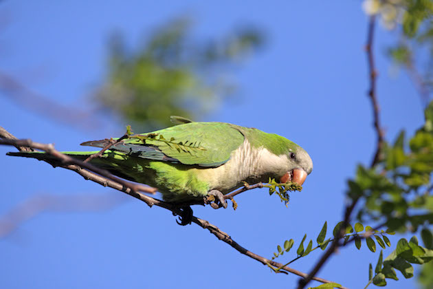 Monk Parakeet