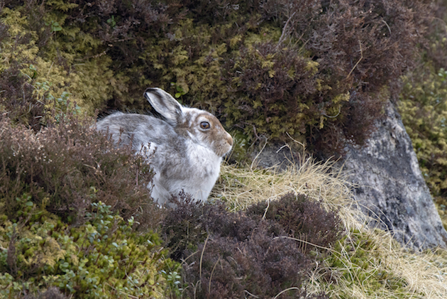 Mountain hare numbers on the rise according to latest data