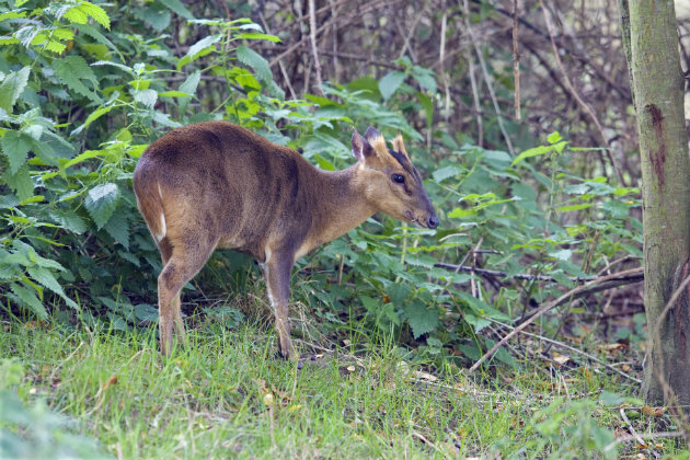 Delicious recipe for muntjac steaks