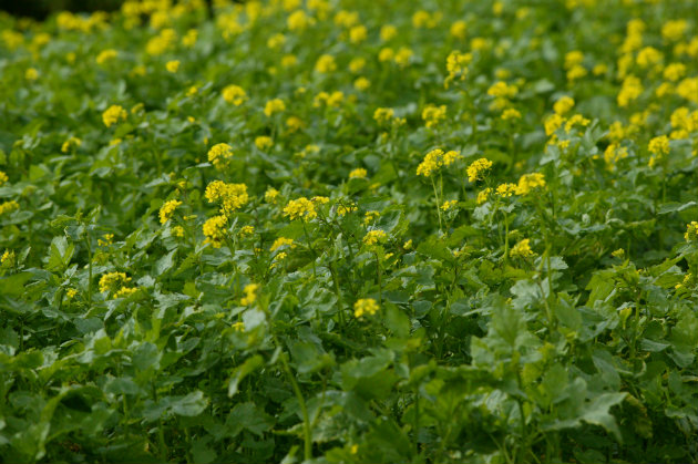 Mustard crop 