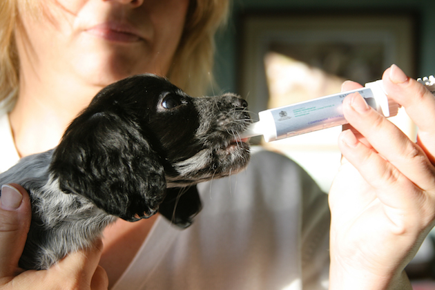 Feeding puppies: top five tips for keeping them healthy