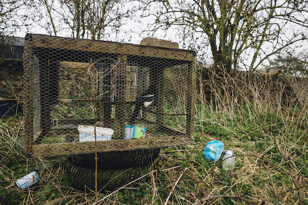 Larsen trap