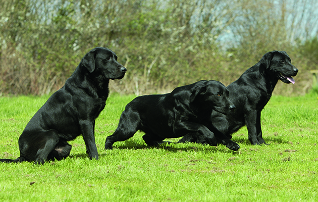 new dog to picking-up team