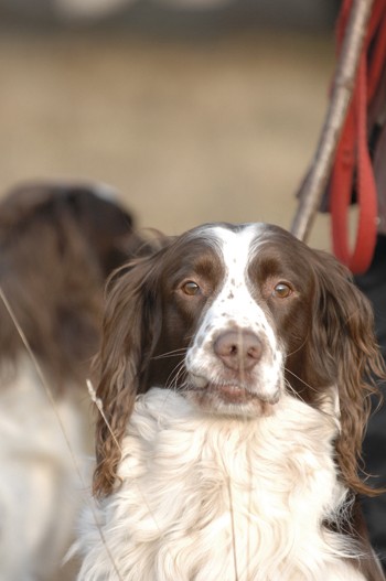 Do I have a chance with my new spaniel?