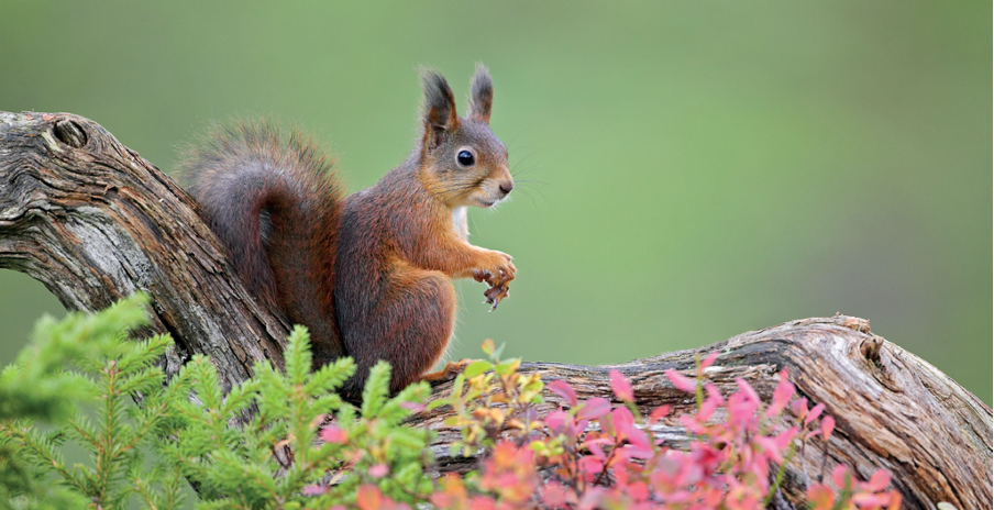 Single case of squirrel pox raises alarm for our reds