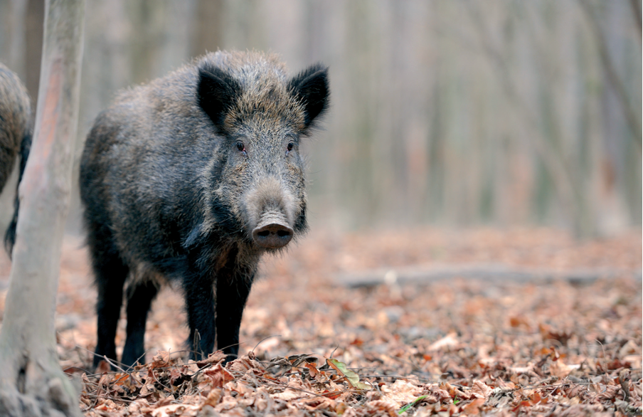 ‘Illegally dumped’ feral pigs captured and culled 