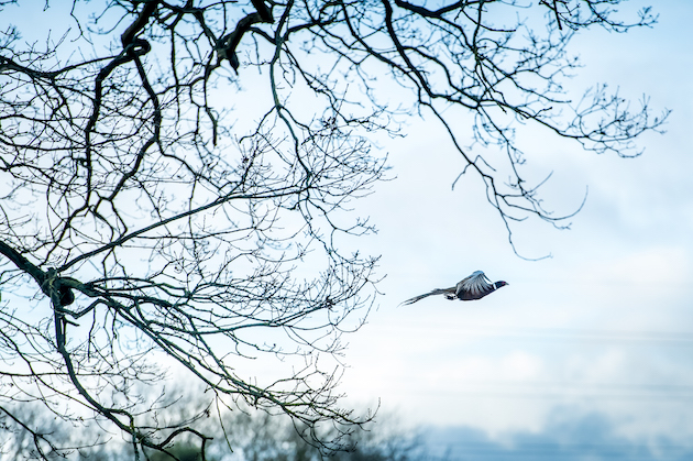 Pheasant shooting must-reads