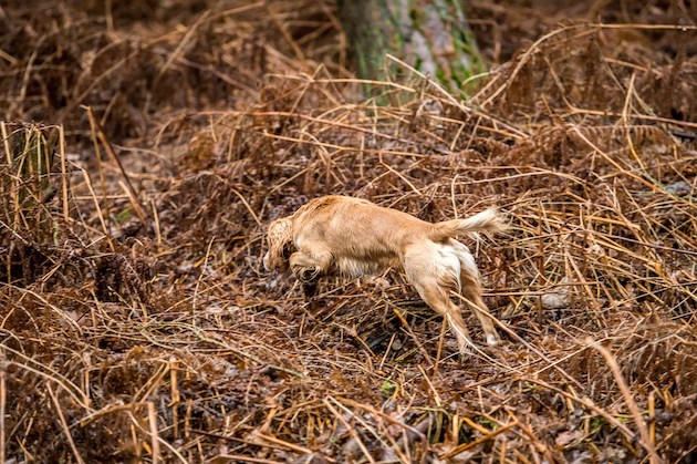 spaniel flushing a bird in cover