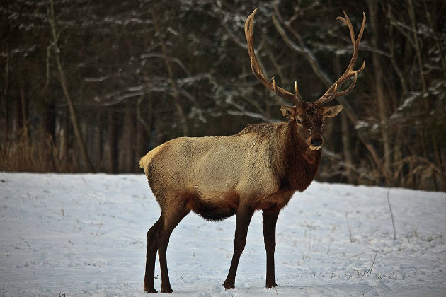 Hunter mistakenly shoots two moose in Norway zoo