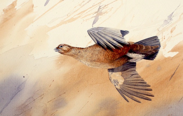 Red grouse feature on CLA Game Fair official show guide