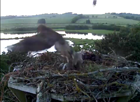 Shock as buzzard filmed taking osprey chick