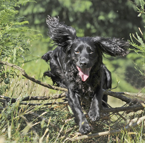 Why isn&#8217;t my gundog losing weight?