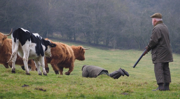 dangerous situation with cows