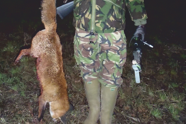 Foxing 