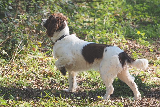 Why do dogs point?