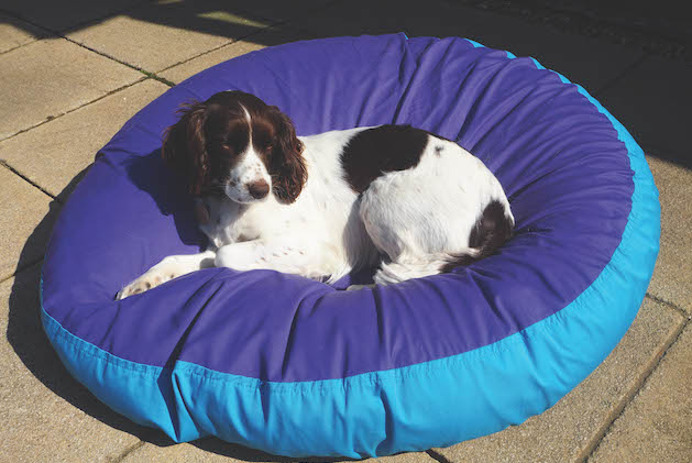 Let sleeping gundogs lie in comfort