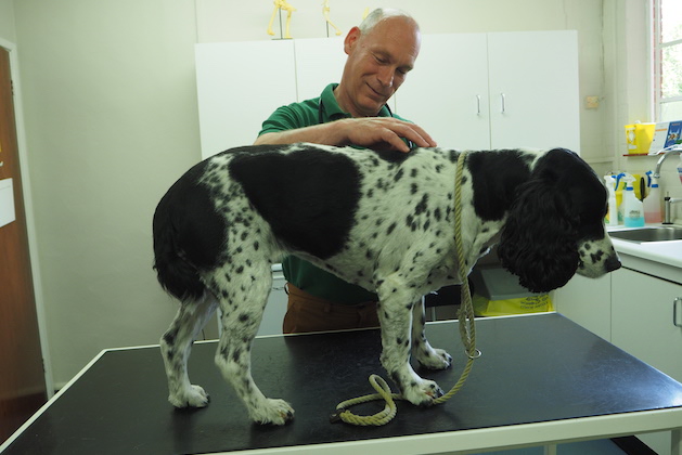 vaccinating gundogs