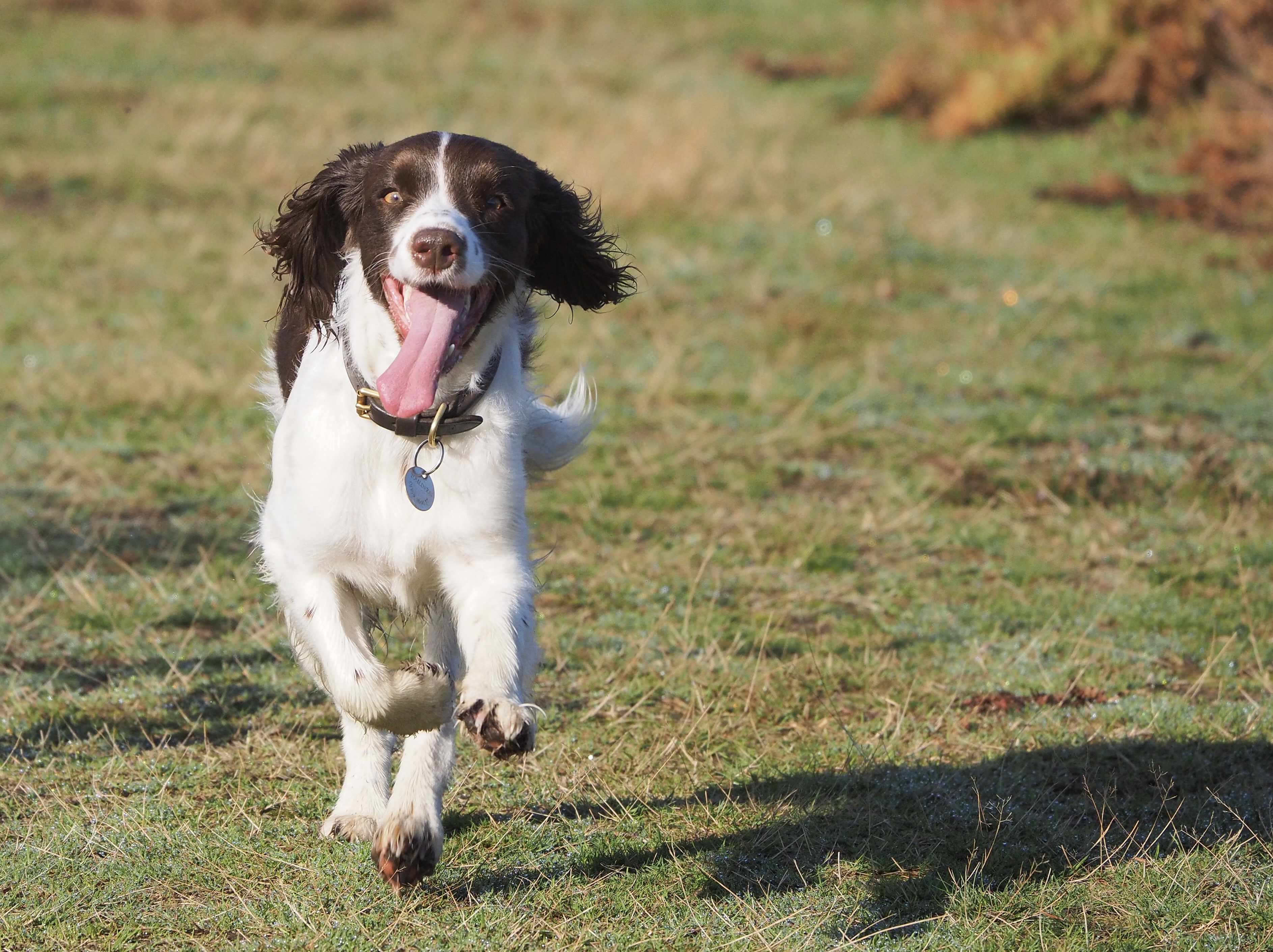 sprocker spaniel