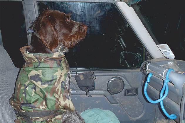 Gundog in passenger seat
