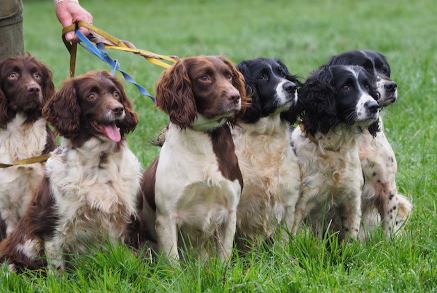 English springer spaniels 