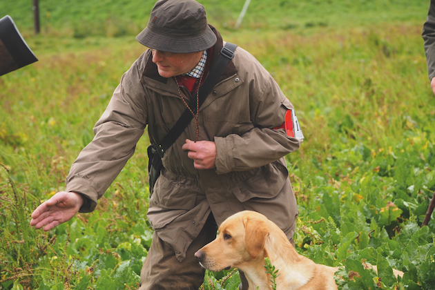 Field trials for gundogs during the COVID pandemic &#8211; what you need to know