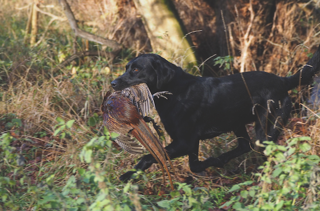 Labrador retrieving 