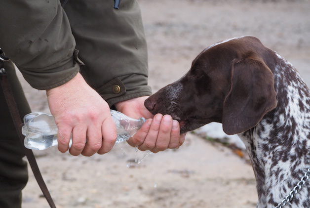 dog drinking water from bottle