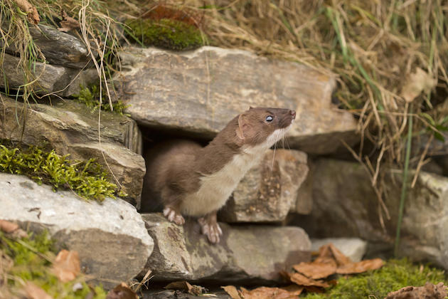 Stoat