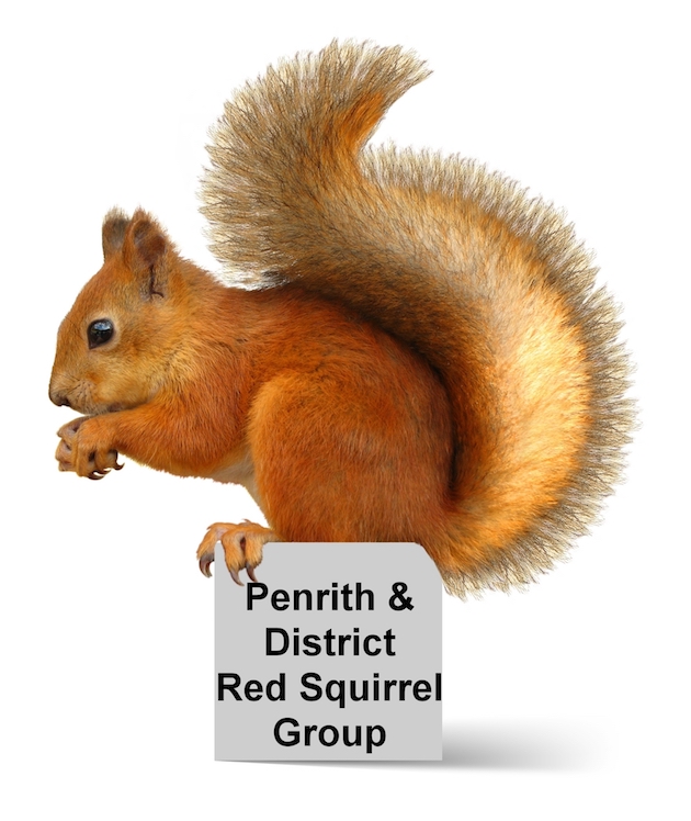 Penrith red squirrel group