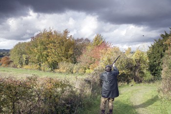 Pheasant shooting at Priors Park, Hampshire