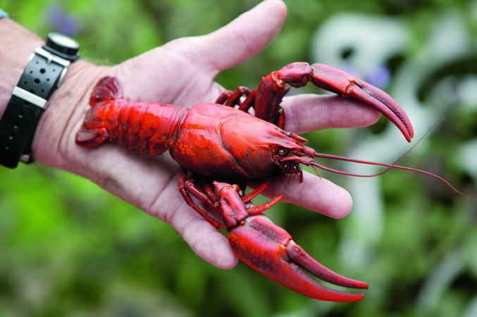 Foraging: If you can&#8217;t beat &#8217;em, eat &#8217;em