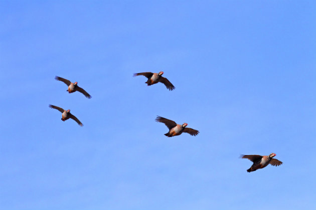 partridges in flight 