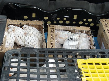 Partridge thief sentenced