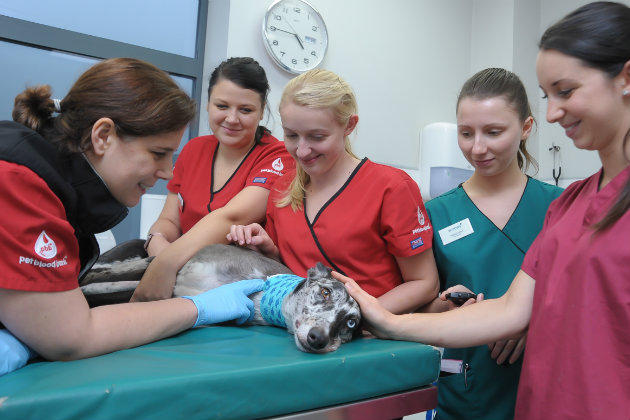 What if your gundog needed a blood transfusion one day?