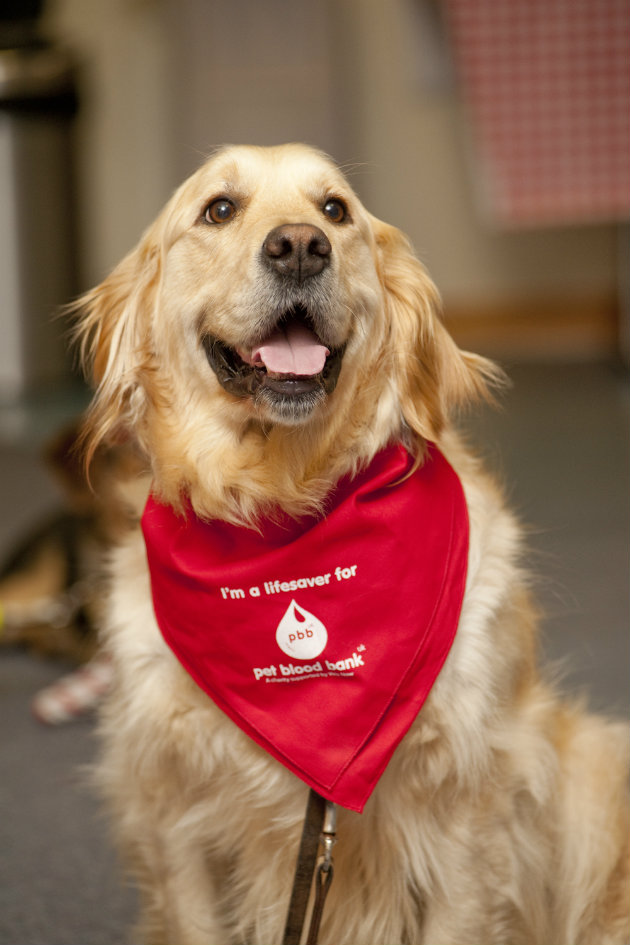 Pet Blood Bank donor 