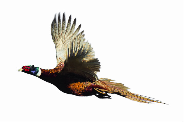 flying pheasant