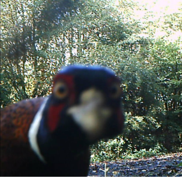 Pheasant takes a selfie