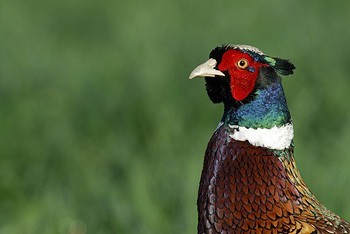 What should we do about our excess pheasants?
