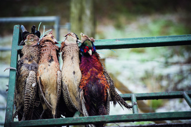 Respect for quarry around the world: how hunting differs between countries