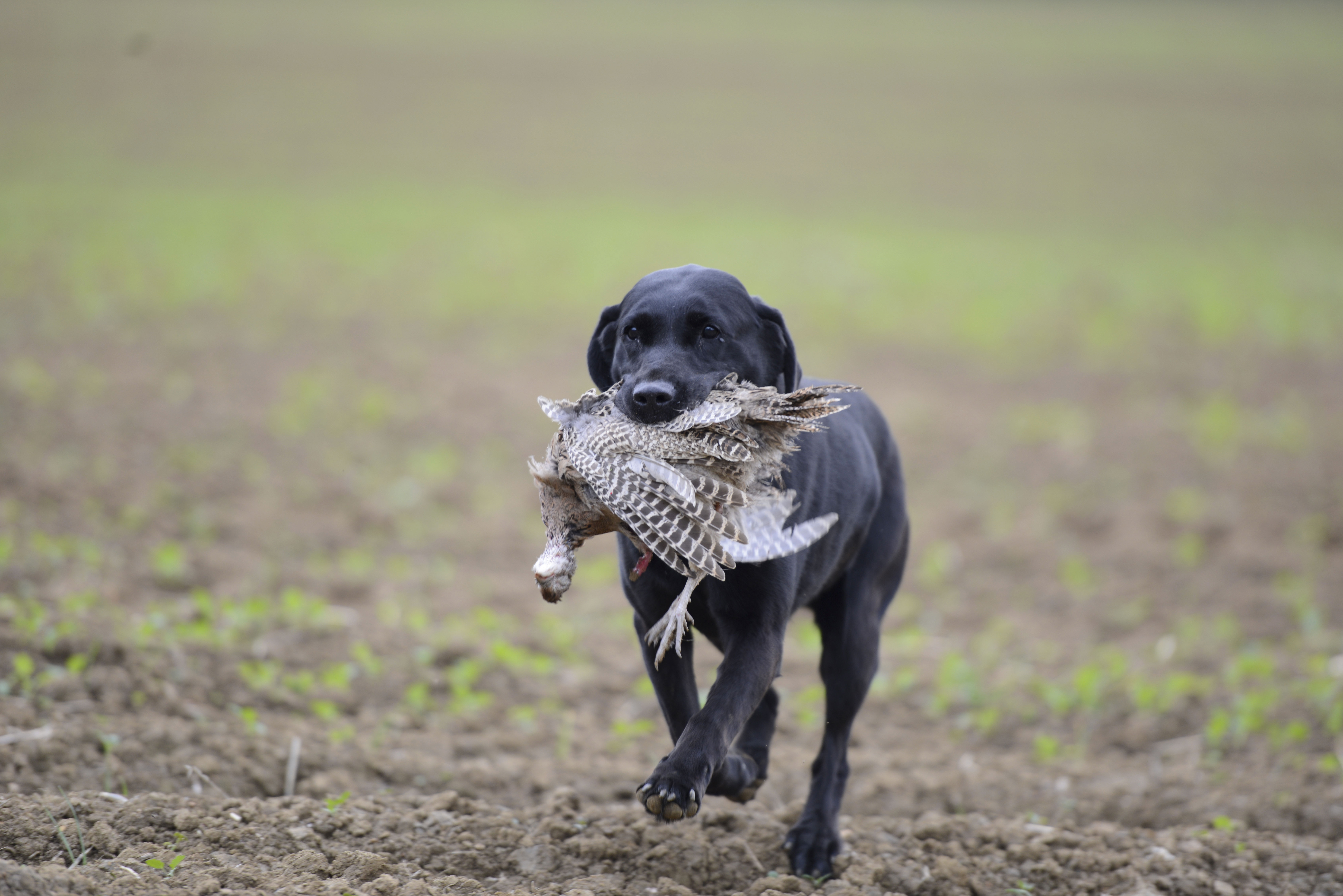Picking-up etiquette on driven shoot days
