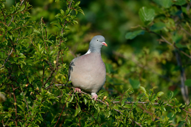 Where to spot the pigeon