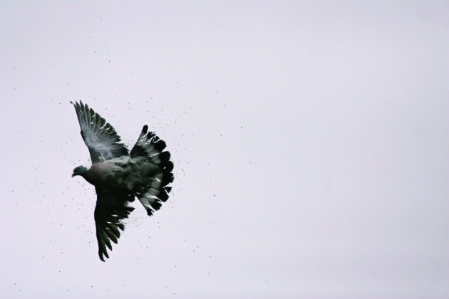 pigeon flying