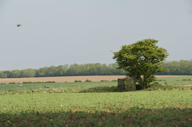Crop of peas