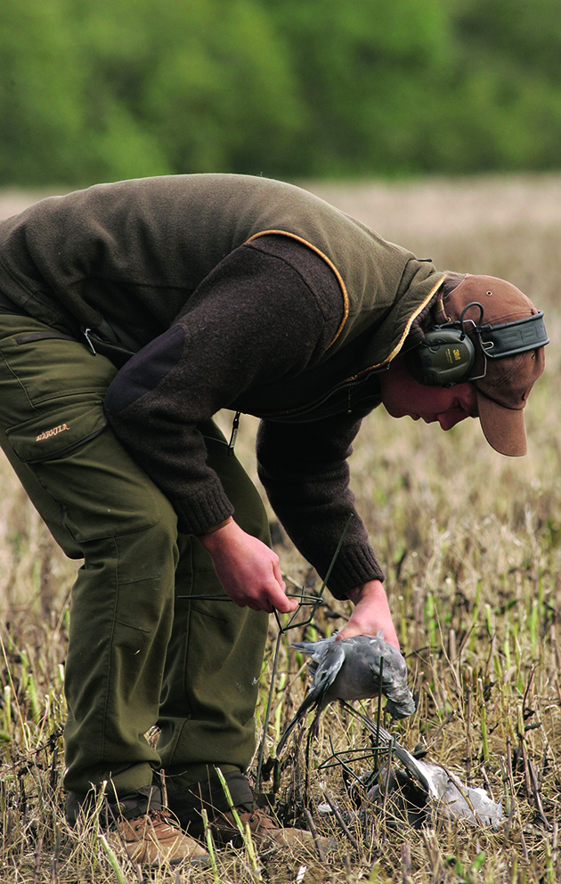 pigeon shooting technique