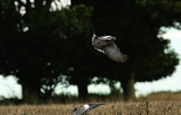 Pigeon shooting technique