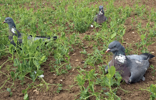 I have trouble pigeon shooting over pea fields