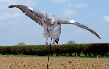 Why do pigeons so easily ignore the decoys?