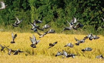 Pigeon shooting over laid barley