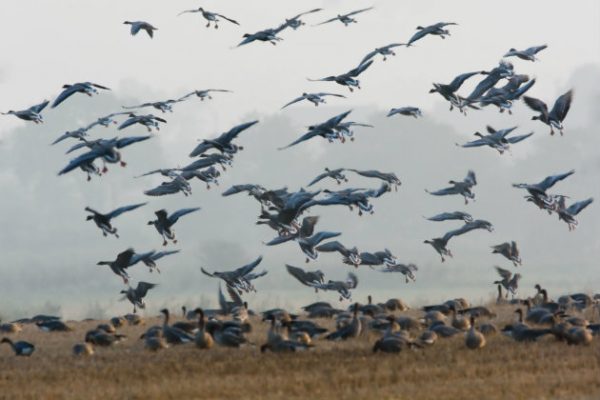 Why are birds with rising numbers on the amber list of conservation concern?